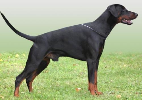 Nick Norris z Tomky | Black Doberman Pinscher