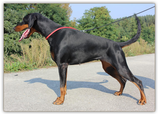 Neva z Tomky | Black Doberman Pinscher