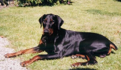 Gero | Black Doberman Pinscher