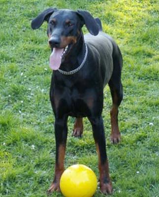 Nino | Black Doberman Pinscher