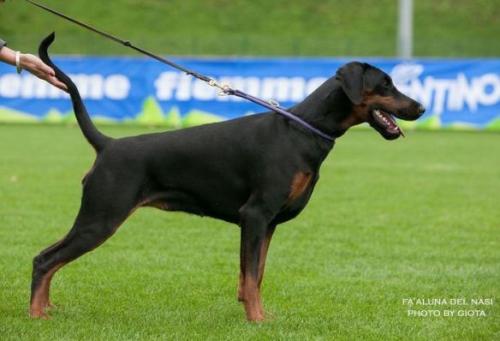 Fa'aluna del Nasi | Black Doberman Pinscher