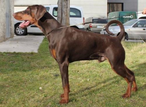 Figo del Nasi | Brown Doberman Pinscher