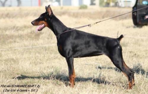 Pia v. Schwarze Kraft | Black Doberman Pinscher