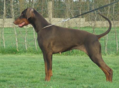 Isabeaux v.d. Zonser Heide | Brown Doberman Pinscher