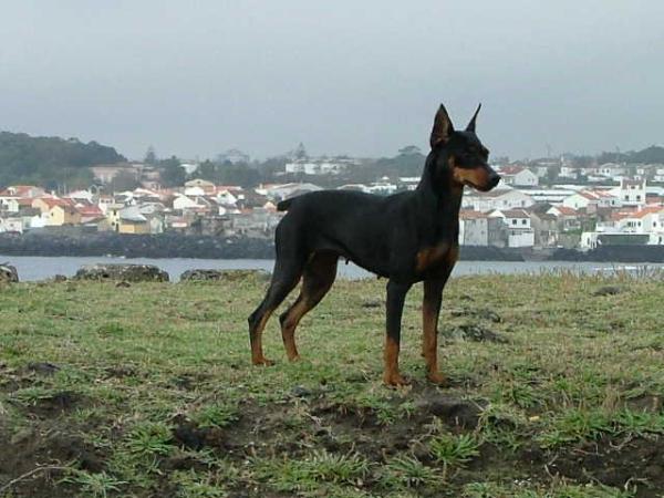 hula hop de los valientes | Miniature Pinscher 