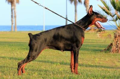 Arrbass Onix | Black Doberman Pinscher