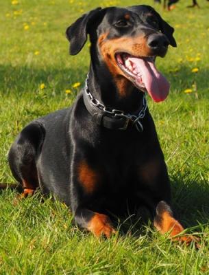 Ascomannis Tara | Black Doberman Pinscher