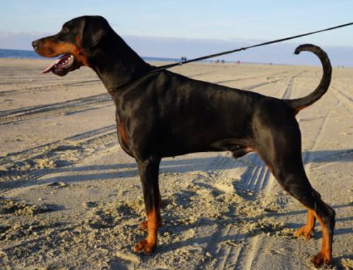 Dobergaarden Forever Fein Sako | Black Doberman Pinscher