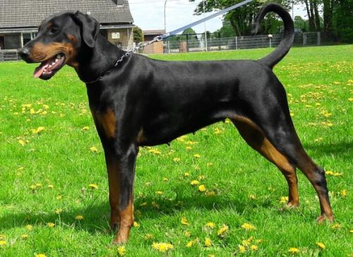 Dobergaarden Forever Felice | Black Doberman Pinscher