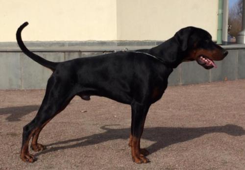 Dobergaarden Forever Ulisse Ducati | Black Doberman Pinscher