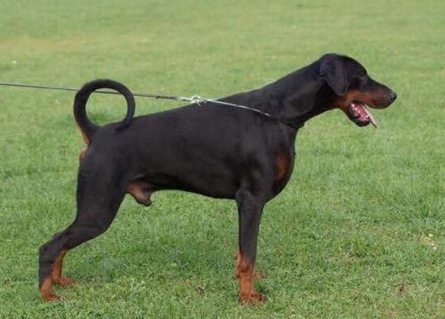 Dobergaarden Forever Ugor | Black Doberman Pinscher