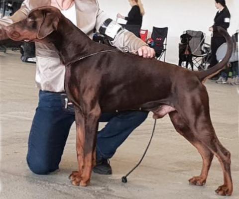 Dobergaarden Forever Utah | Brown Doberman Pinscher