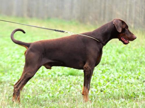 Dobergaarden Forever Uno | Brown Doberman Pinscher