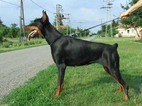 Keyo di Modello | Black Doberman Pinscher