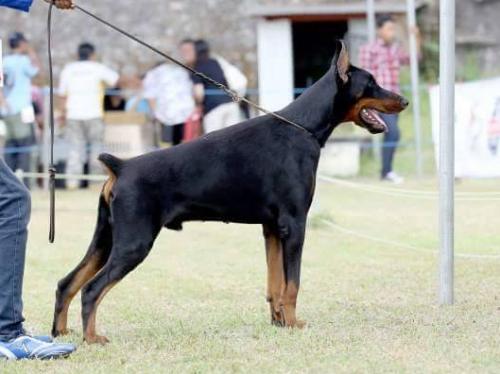 Pajero RCA | Black Doberman Pinscher