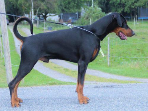 Proud Danish Gone in 60 Sec. | Black Doberman Pinscher