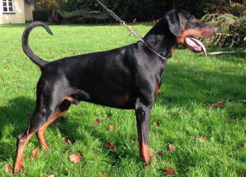 Torontos Hannu | Black Doberman Pinscher