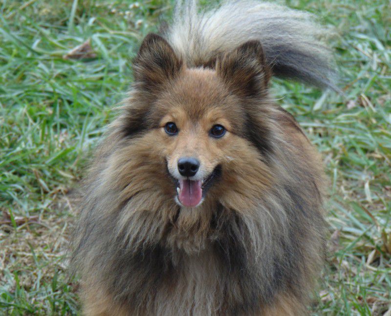 Sheltiekiss Joy Of Life (Ukraine) | Shetland Sheepdog 