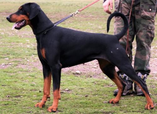 Nikenaike dei Nobili Nati | Black Doberman Pinscher