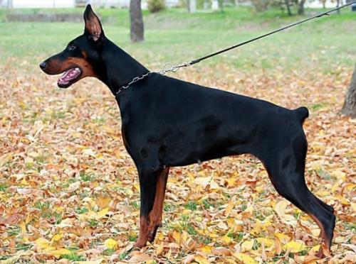 Domina v. Hunnoterra | Black Doberman Pinscher