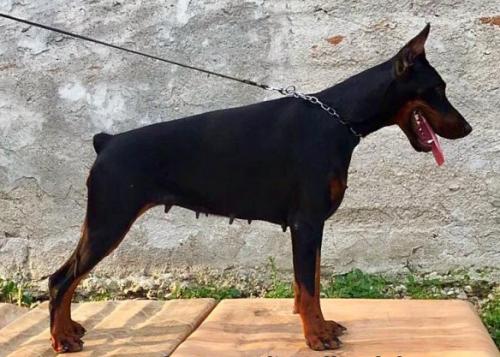 Zorya di Stelle Alpha Focus | Black Doberman Pinscher