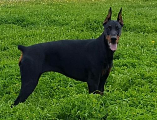 Delfin S. Louis Pride of Turkey | Black Doberman Pinscher