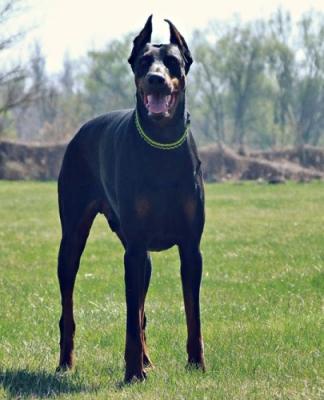 Decimus v. Hunnoterra | Black Doberman Pinscher