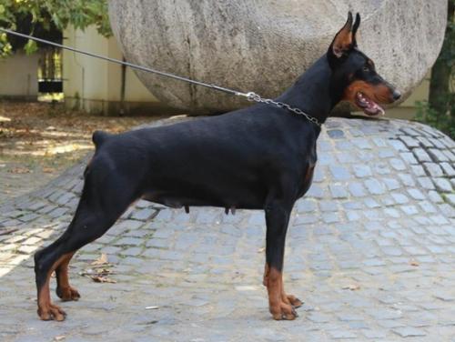 Ralina v. Zwilling | Black Doberman Pinscher