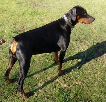 Zeit Black Iron Warrior | Black Doberman Pinscher