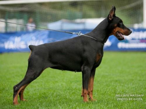 Rellaps Whatsapp | Black Doberman Pinscher