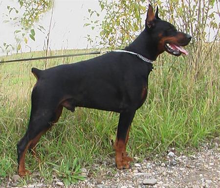 Askania Aksel Black Diamond | Black Doberman Pinscher