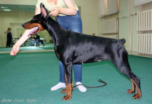 Teofania Twidi for Askania | Black Doberman Pinscher