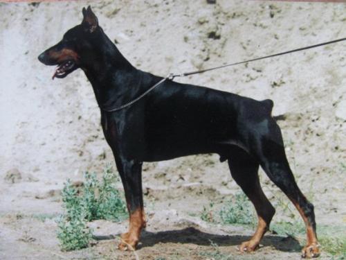 Don Diego v.'t Sweko | Black Doberman Pinscher