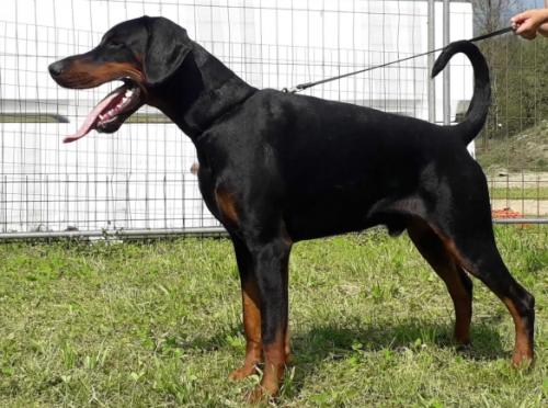 Quantin del Munt Marin | Black Doberman Pinscher