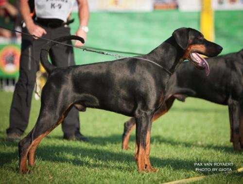 Paxx v. Royaert | Black Doberman Pinscher