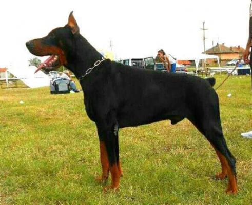 Great Gandalf Chagall Home | Black Doberman Pinscher