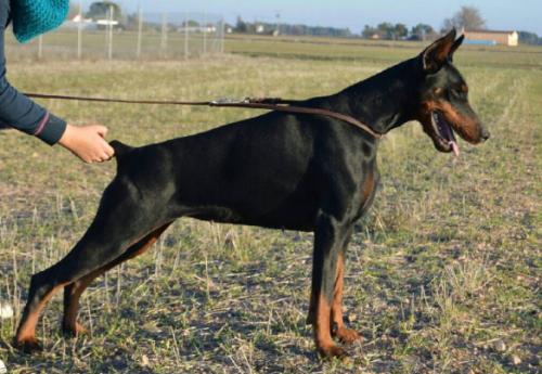 Celebrity de Lances | Black Doberman Pinscher