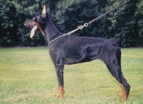 Atlanta v.d. Piratenburg | Black Doberman Pinscher