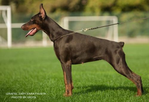 Izrafel Zary Zarathusta | Brown Doberman Pinscher