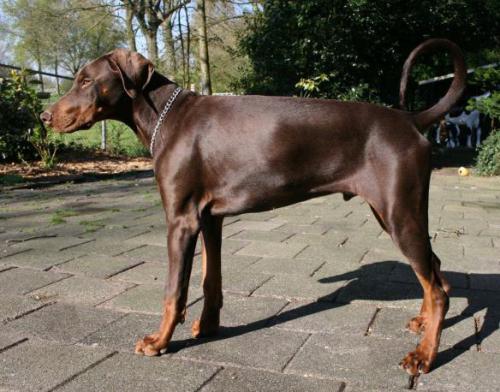 Cezar Todo En Uno | Brown Doberman Pinscher