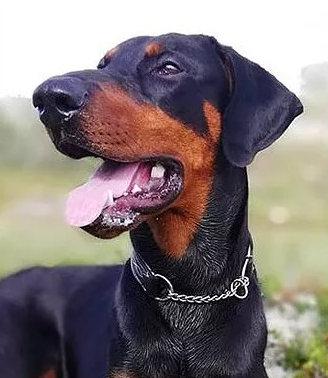 Iztaris Artic Storm | Black Doberman Pinscher