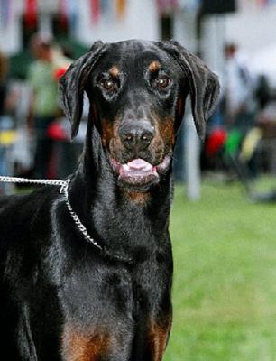 Ange Astaroth v. Rauberstolz | Black Doberman Pinscher