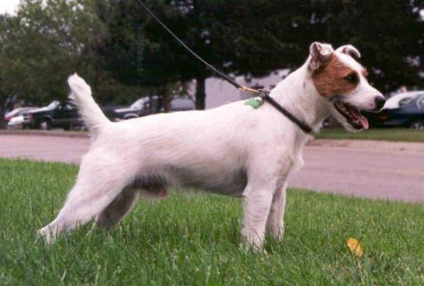 Glenholm Murdoch of Dalwhinnie | Parson Russell Terrier 