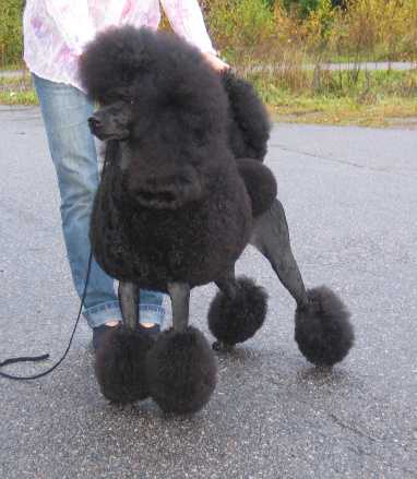 Fidel Oliven | Poodle 