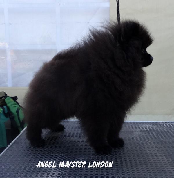 Angel Mayster London | Pomeranian 