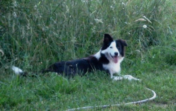 Diva ABC 305143 | Border Collie 