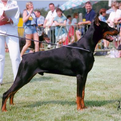 Shogun v. Roveline | Black Doberman Pinscher