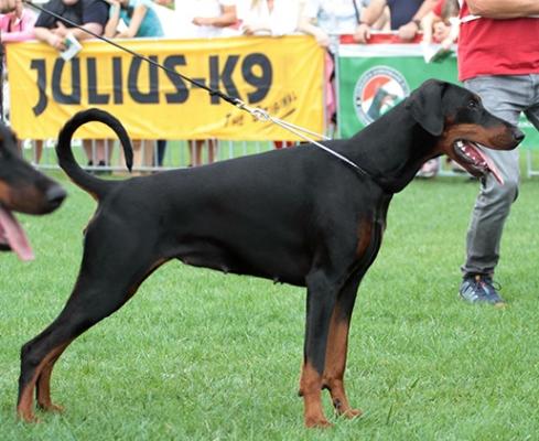 Casa di Fera Gina | Black Doberman Pinscher