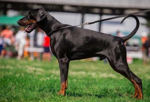 Casa di Fera Hermes | Black Doberman Pinscher