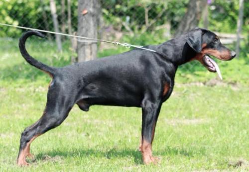 Casa di Fera Hargos | Black Doberman Pinscher